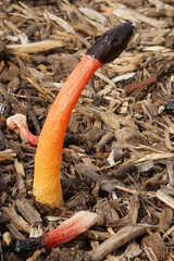 Striking stinkhorn fungus, Phallus rugulosus, with gradient color, standing out against the wood chip ground cover.