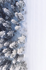 Snowy trees in forest near glade in winter