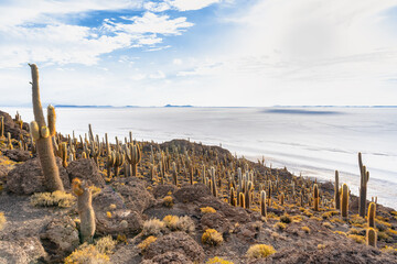サボテンが彩る絶景 - ウユニ塩湖 インカワシ島