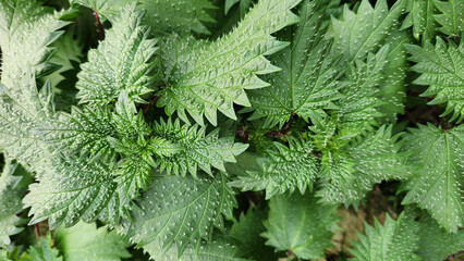 Fresh green leaves of the Roman nettle (Urtica pilulifera) with green leaf shoots by a riverside on a winter's day