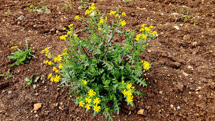Eastern groundsel (Senecio vernalis), growing as a weed in an olive grove, blooms in the middle of winter.
