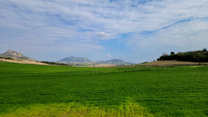 A mesmerizing field of wheat with vibrant green hues beneath a blue sky dotted with white clouds in mid-winter.