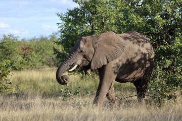 Fototapeta premium Afrikanischer Elefant / African elephant / Loxodonta africana