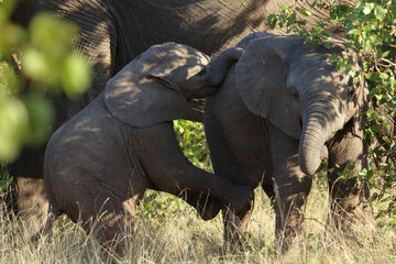 Afrikanischer Elefant / African elephant / Loxodonta africana