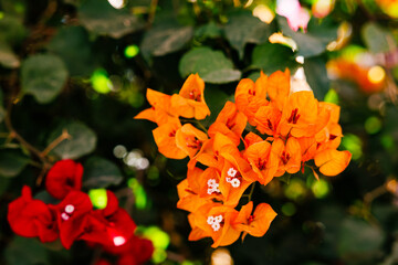 Orange bougainvillea growing on house in Morocco, travel near Marrakech.