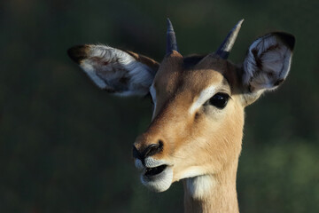 Schwarzfersenantilope / Impala / Aepyceros melampus.