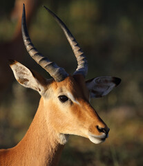Schwarzfersenantilope / Impala / Aepyceros melampus