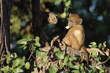 Bärenpavian / Chacma baboon / Papio ursinus
