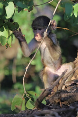 Bärenpavian / Chacma baboon / Papio ursinus