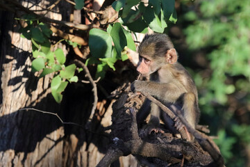 Bärenpavian / Chacma baboon / Papio ursinus
