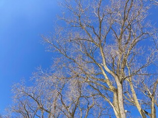 tree branches against blue sky in winter