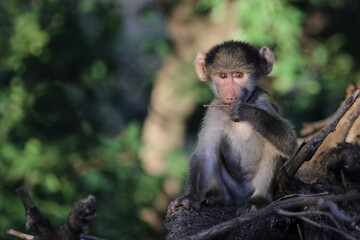Bärenpavian / Chacma baboon / Papio ursinus