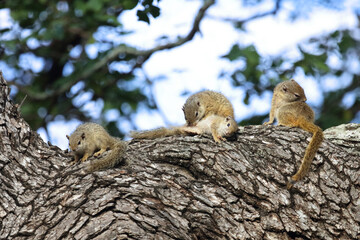 Ockerfußbuschhörnchen / Tree squirrel / Paraxerus cepapi