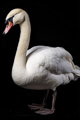 Fototapeta premium Majestic Mute Swan Standing Alone on White Background- Beautiful Feathers, Beak and Cygnets in Focus