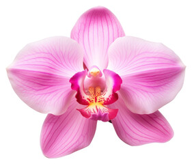 Fototapeta premium PNG Orchid flower petal plant.