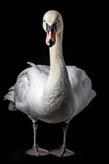 Fototapeta premium Majestic Mute Swan Gliding on Isolated White Background - Perfect Shot of the Exquisite Fauna with Its Elegant Beak and Feathers