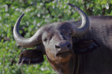 Obraz premium Kaffernbüffel / African buffalo / Syncerus caffer