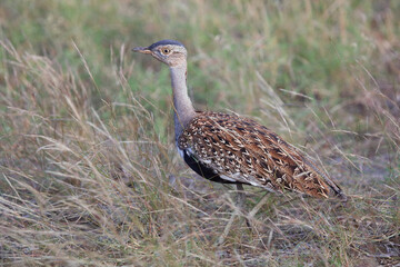 Rotschopftrappe / Red-crested korhaan / Lophotis ruficrista