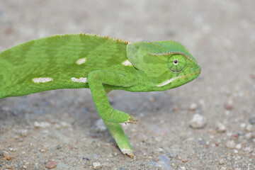 Lappenchamäleon / Flap-necked chameleon / Chamaeleo dilepis.