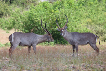 Wasserbock / Waterbuck / Kobus ellipsiprymnus