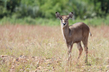 Wasserbock / Waterbuck / Kobus ellipsiprymnus..