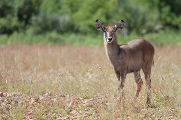 Wasserbock / Waterbuck / Kobus ellipsiprymnus..