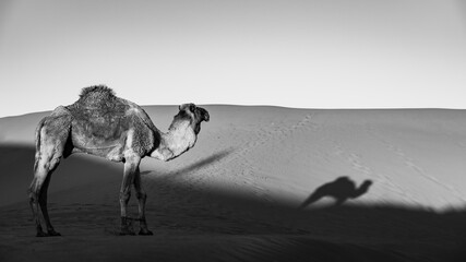 Camels in the Sahara desert, Morocco travel destination in Africa.
