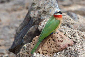 Weißstirnspint / White-fronted bee-eater / Merops bullockoides