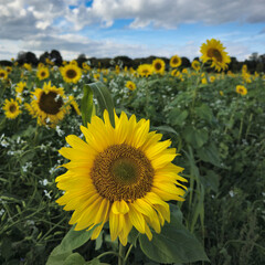 A Beautiful and Vibrant Sunflower Field Stretching Across the Land Under a Clear Blue Sky Wunstorf