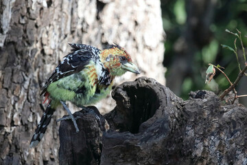 Haubenbartvogel oder Schwarzrücken-Bartvogel / Crested barbet / Trachyphonus vaillantii