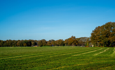 Meadow with horses in nature reserve Dwingelderveld, Netherlands

