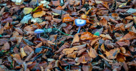 Close up of Amethyst deceiver, or Amethyst laccaria fungus (Laccaria amethystina)
