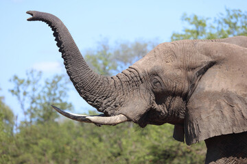 Obraz premium Afrikanischer Elefant / African elephant / Loxodonta africana