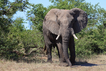 Obraz premium Afrikanischer Elefant / African elephant / Loxodonta africana