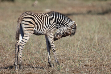 Steppenzebra / Burchell's zebra / Equus quagga burchellii.