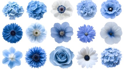 Surreal collage of blue and white peony flowers arranged in a vibrant artistic display