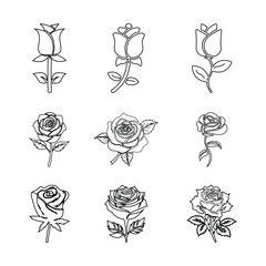 Rose Set Line Art Illustration Vector With White Background.