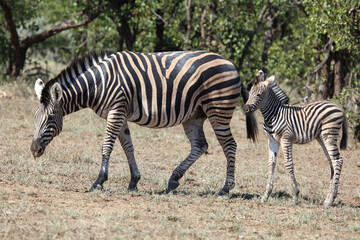 Naklejka premium Steppenzebra / Burchell's zebra / Equus quagga burchellii.