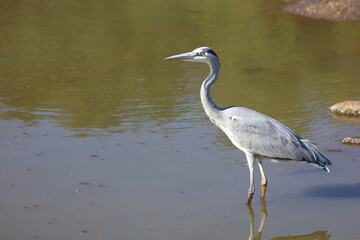 Afrikanischer Graureiher / Grey heron / Ardea cinerea