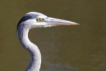 Afrikanischer Graureiher / Grey heron / Ardea cinerea