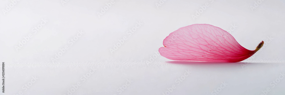 Poster Sakura petal with a unique insect bite on a bright background for artistic display