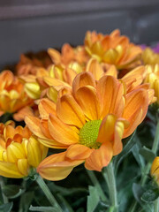 Fototapeta premium Yellowish orange flowers in market 