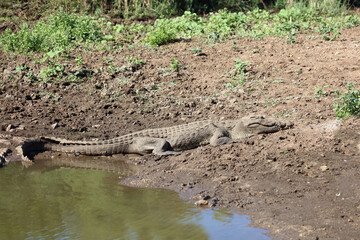 Nilkrokodil / Nile crocodile / Crocodylus niloticus