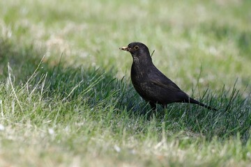 Amsel im Gras 