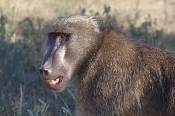 Bärenpavian / Chacma baboon / Papio ursinus..
