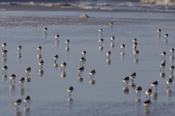 Flock of sanderlings running on the wet sand