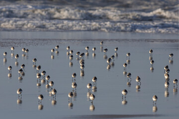 Flock of sanderlings running on the wet sand
