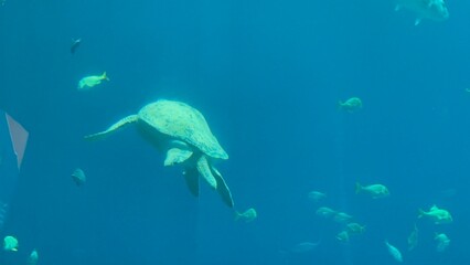Fototapeta premium Aquarium exhibit at the Georgia Aquarium