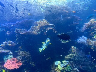 Aquarium exhibit at the Georgia Aquarium