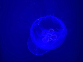 Jellyfish at the Georgia Aquarium